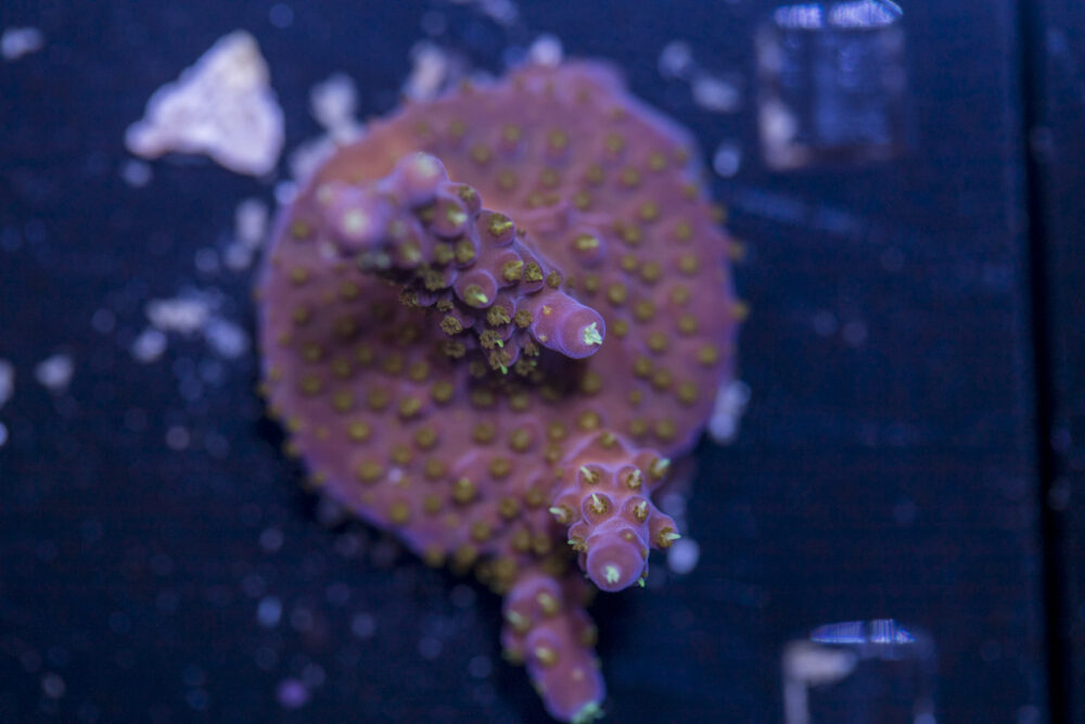 Acropora - Yellow Polyp Fireworks