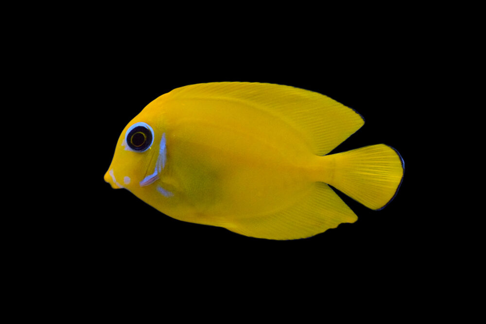 Lemonpeel Mimic Tang