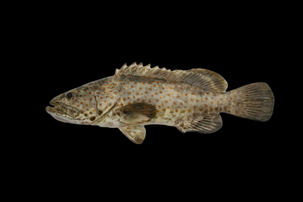 Orange Spotted Rockcod