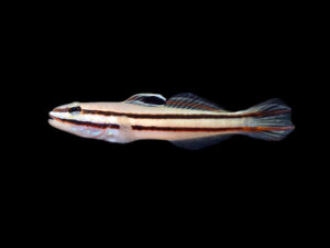 Railway Sleeper Goby