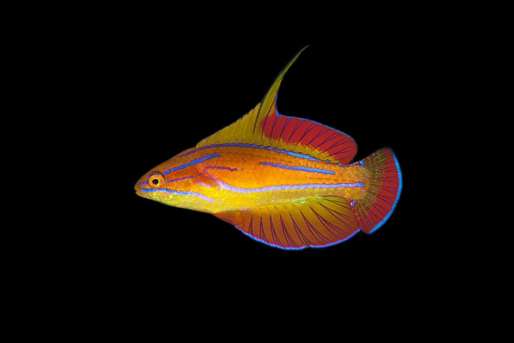 Redtail Flasher Wrasse