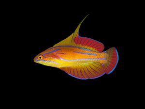 Red Tail Flasher Wrasse