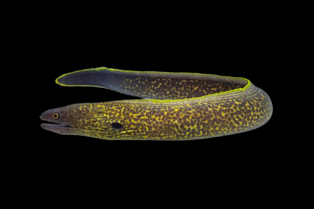 Yellow Edged Moray Eel