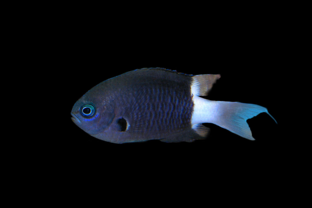 Black & White Chromis
