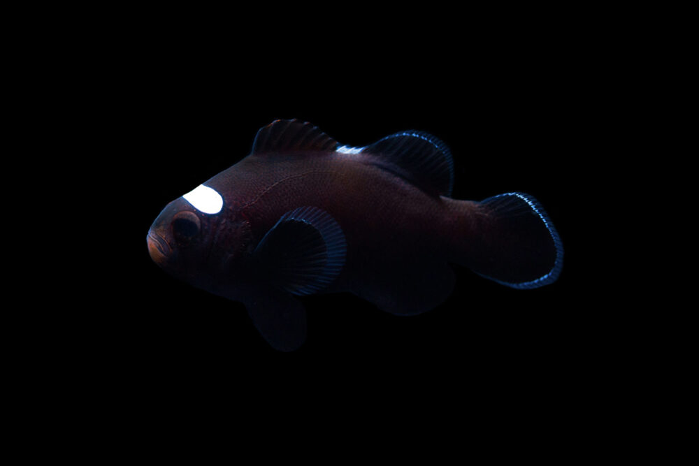 Domino Clownfish