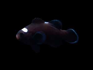 Domino Clownfish
