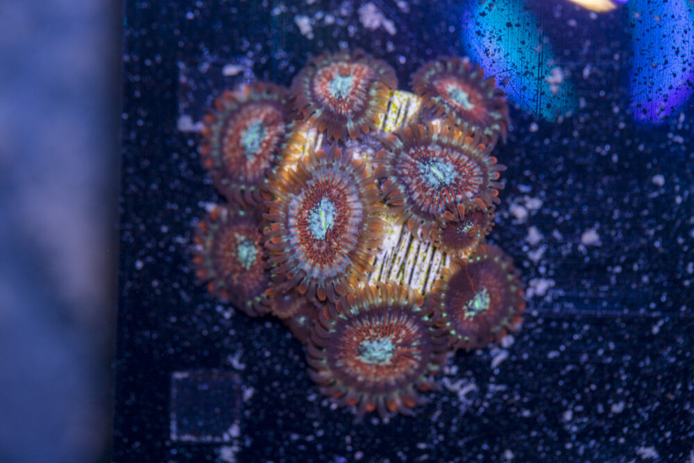 Zoanthids - Magician