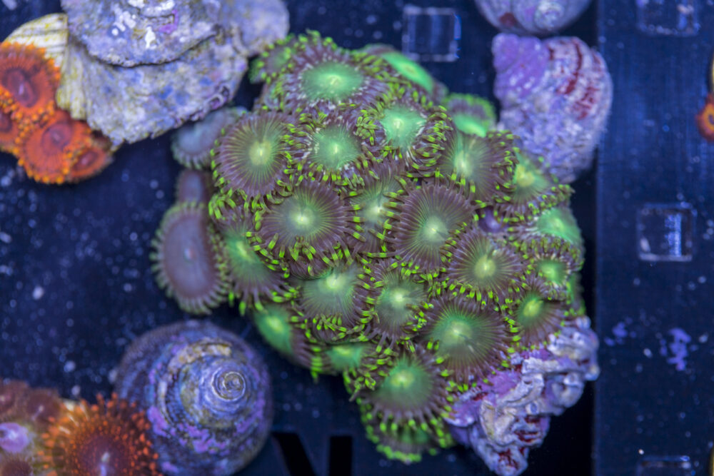 Zoanthids