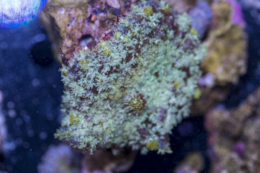 Rhodactus