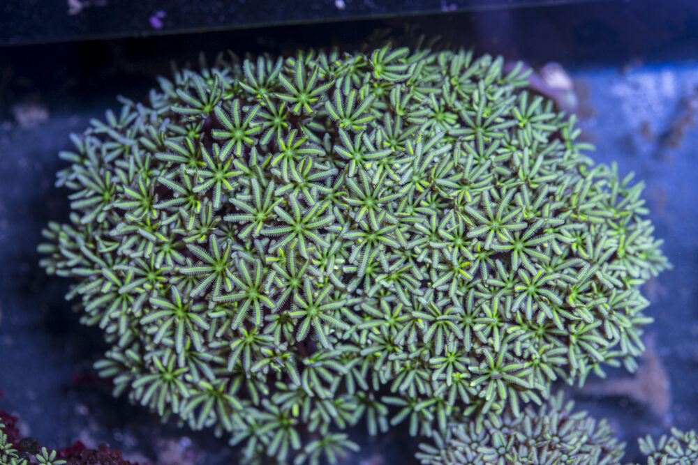 Tubipora