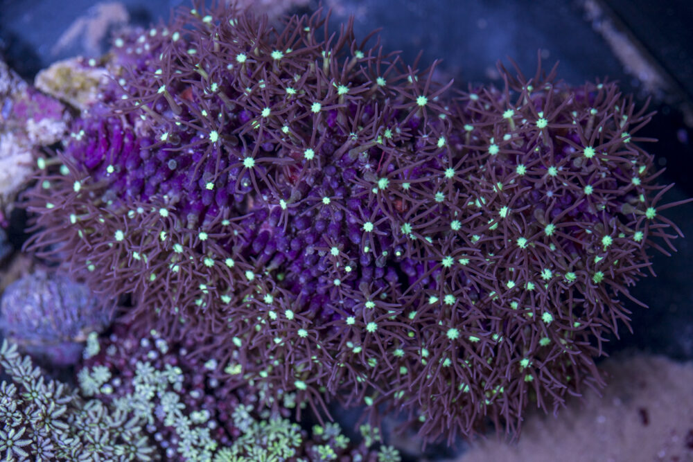Star Polyp