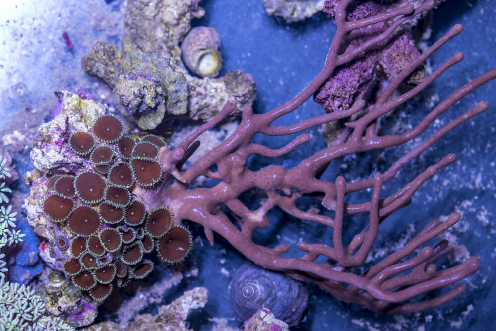 Gorgonian