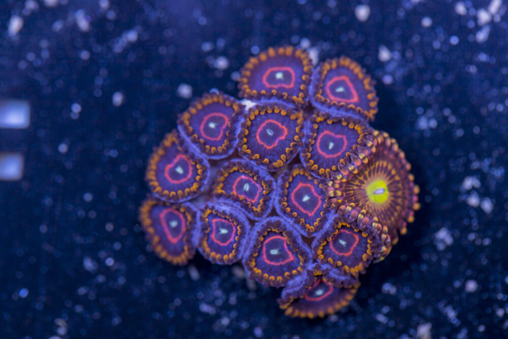 Zoanthids - Red Hornet