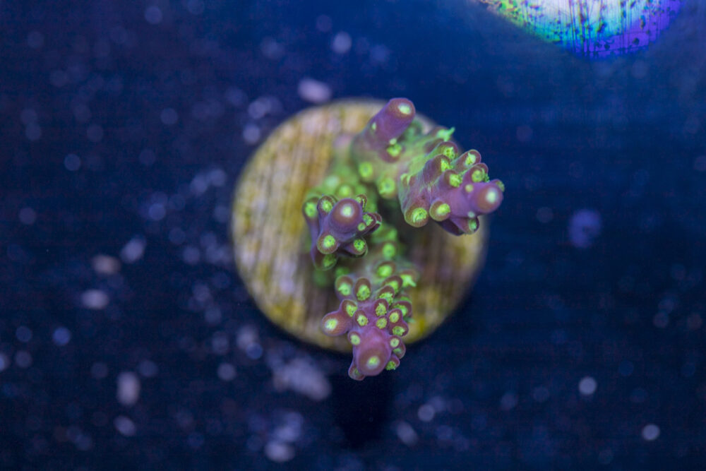 Acropora - Rainbow Loom