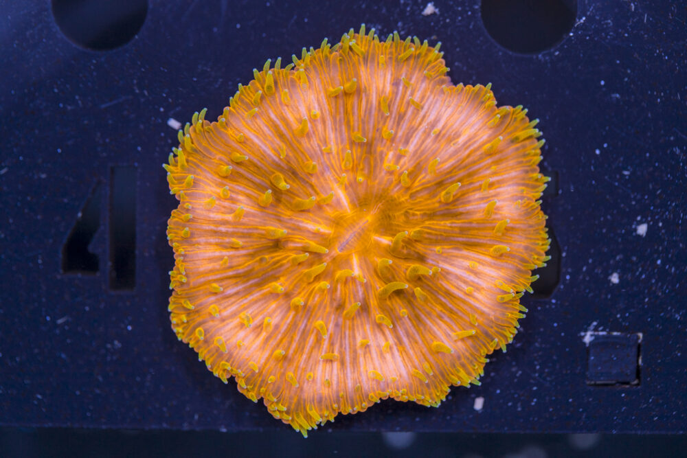 Fungia