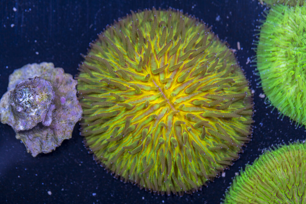 Fungia