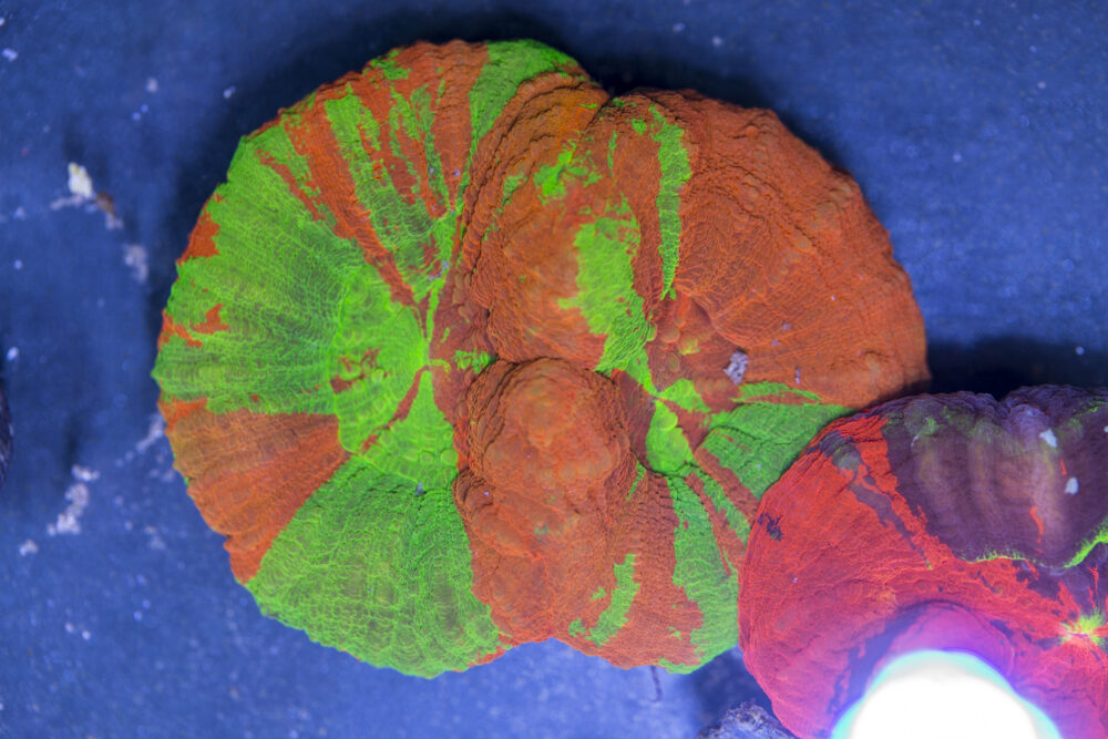 Scolymia