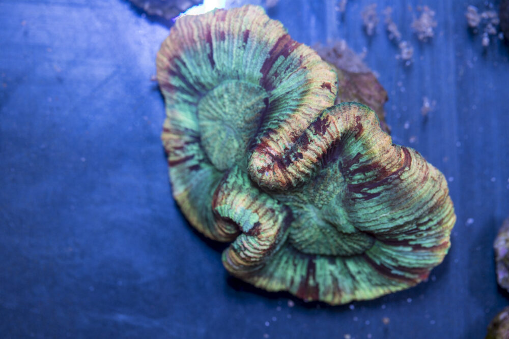 Trachyphyllia