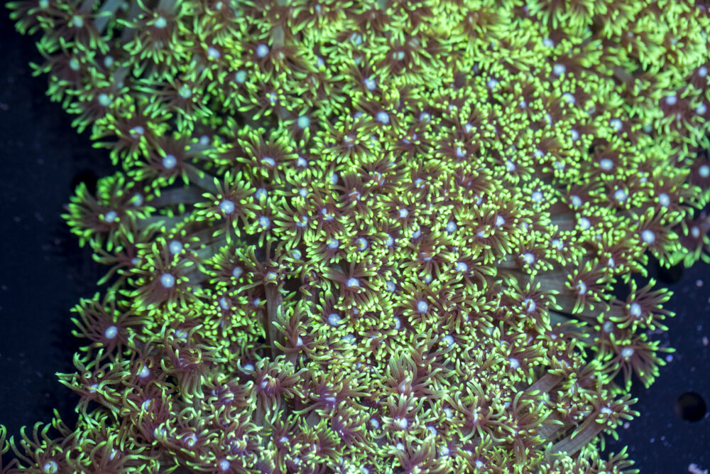 Goniopora