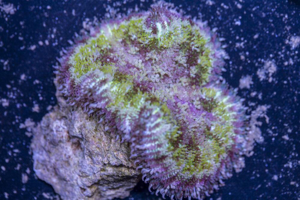 Mini Maxi Anemone