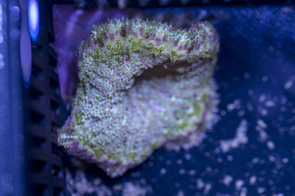 Mini Maxi Anemone