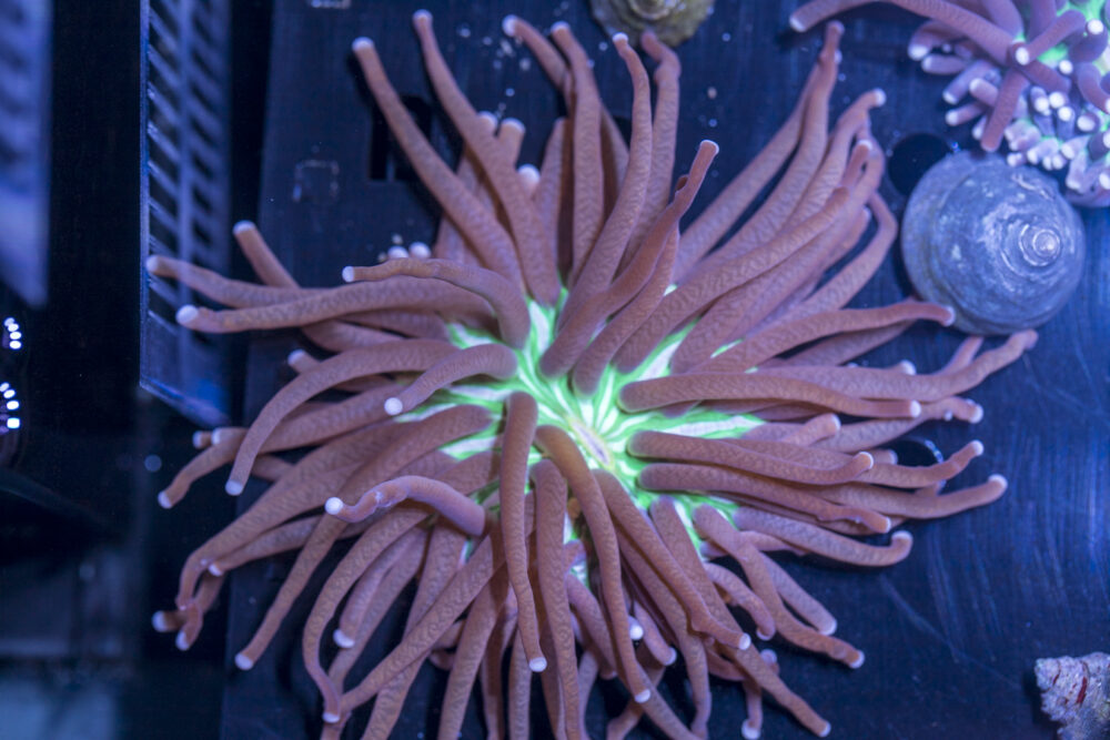 Heliofungia