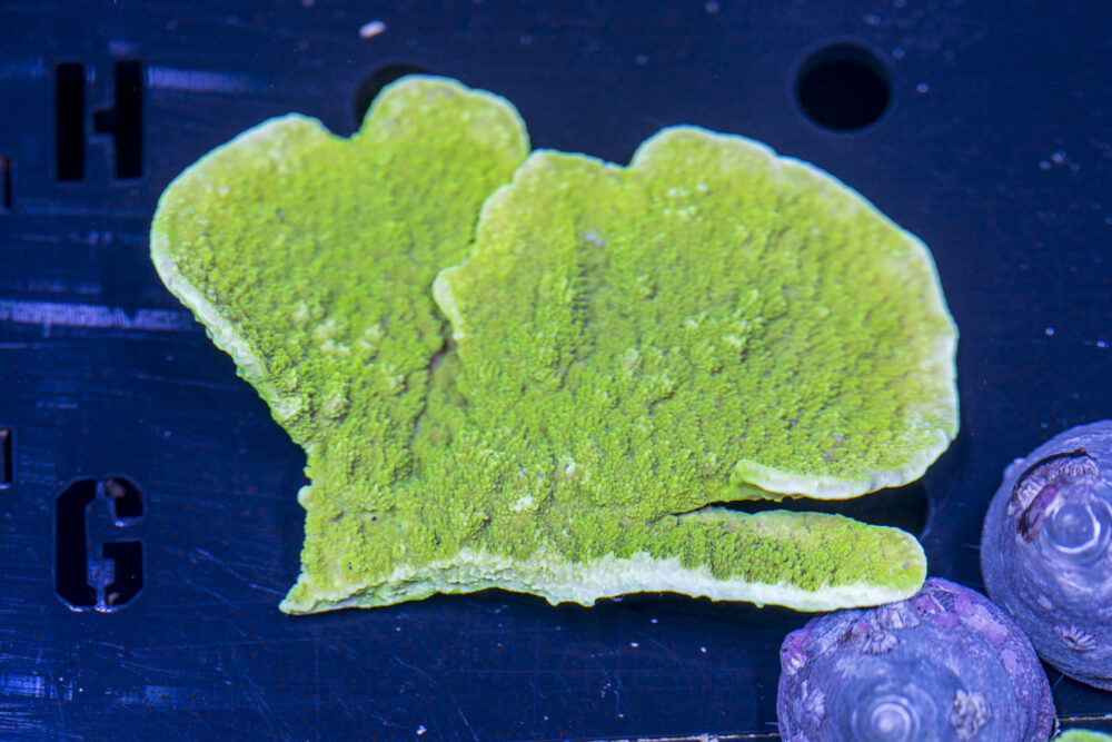 Montipora
