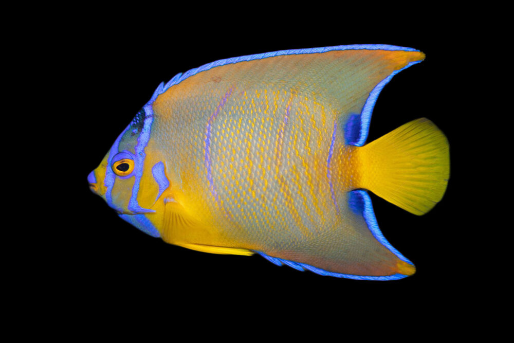 Blue Angelfish