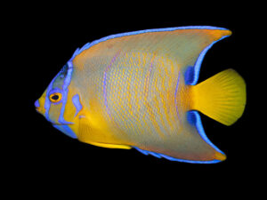 Blue Angelfish