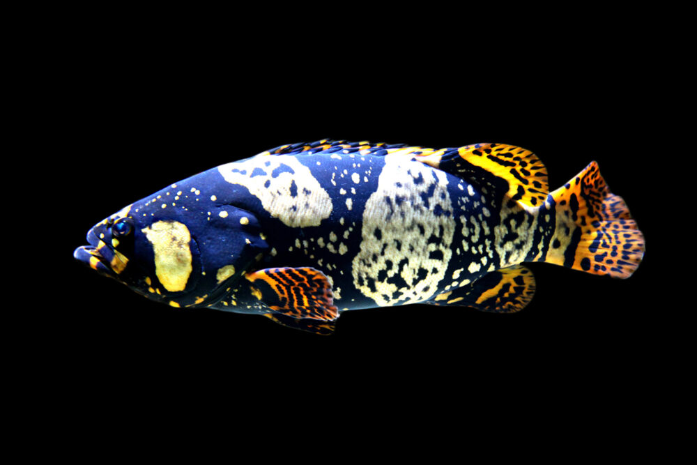 Bumblebee Grouper