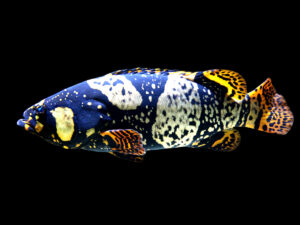 Bumblebee Grouper