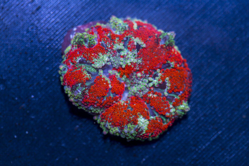 Mini Maxi Anemone
