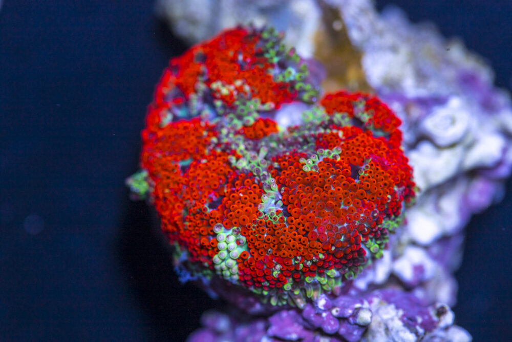 Mini Maxi Anemone