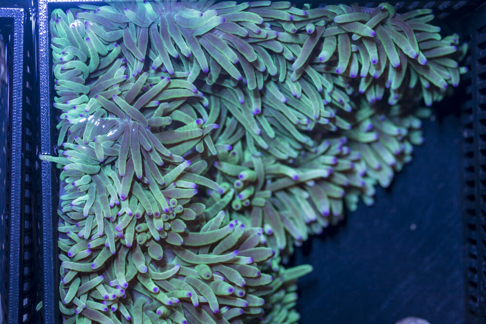 Bubble Tip Anemone