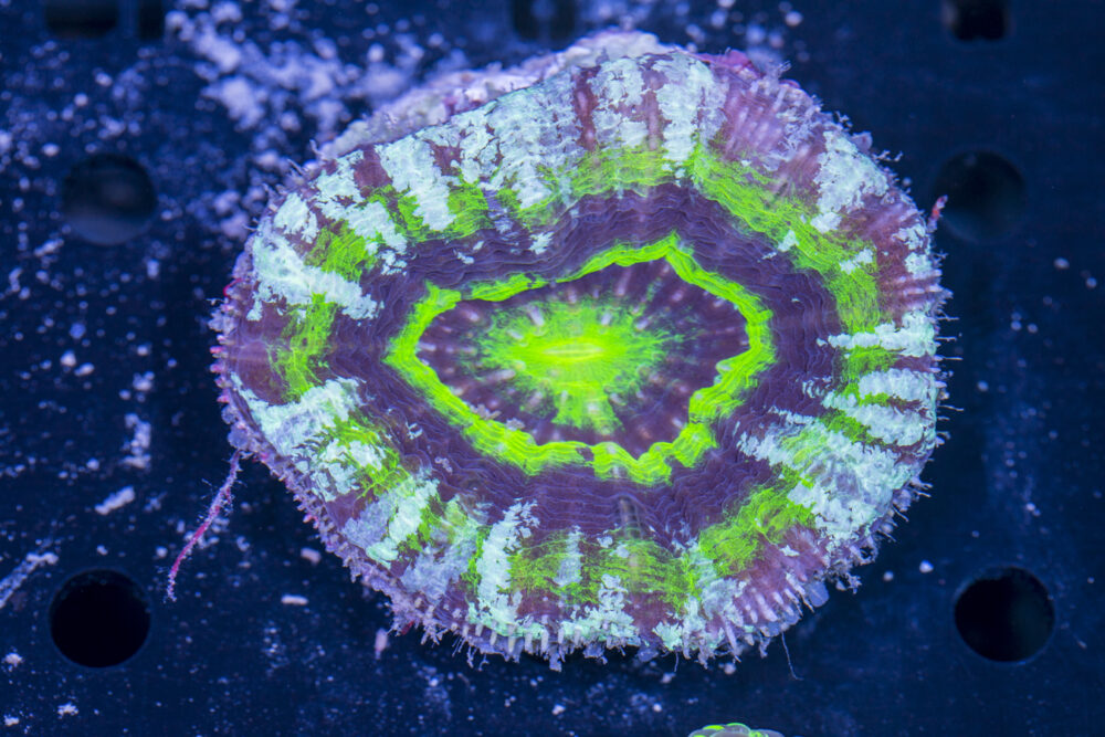 Scolymia