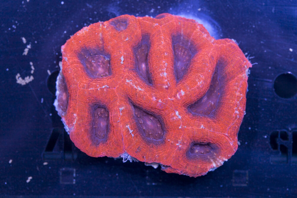 Acan - Bowerbanki