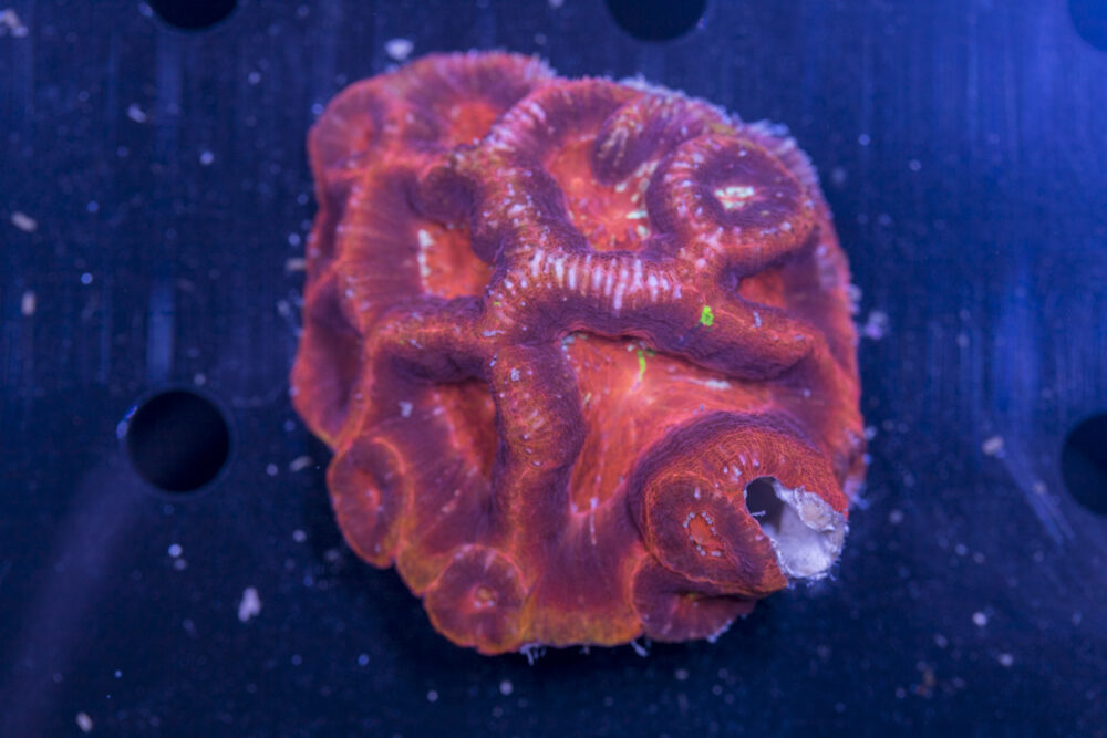 Acan - Bowerbanki