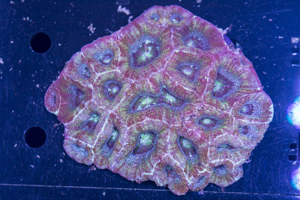 Acan - Bowerbanki