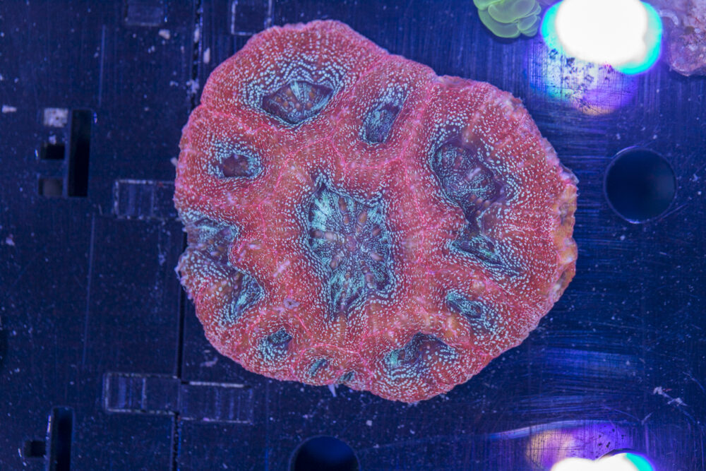 Acan - Bowerbanki
