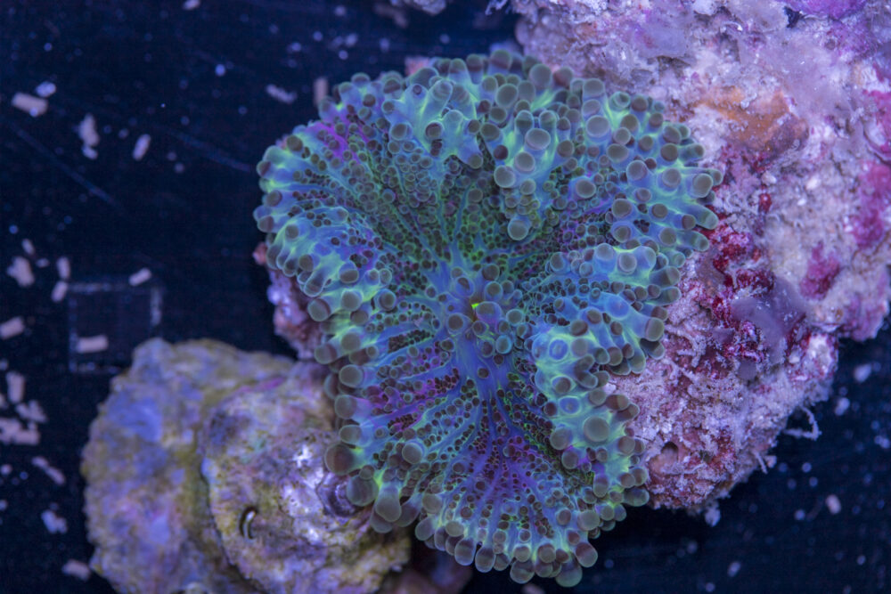 Ricordea