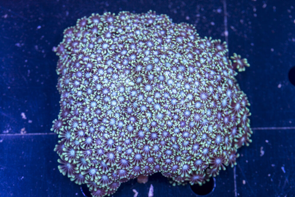 Alveopora