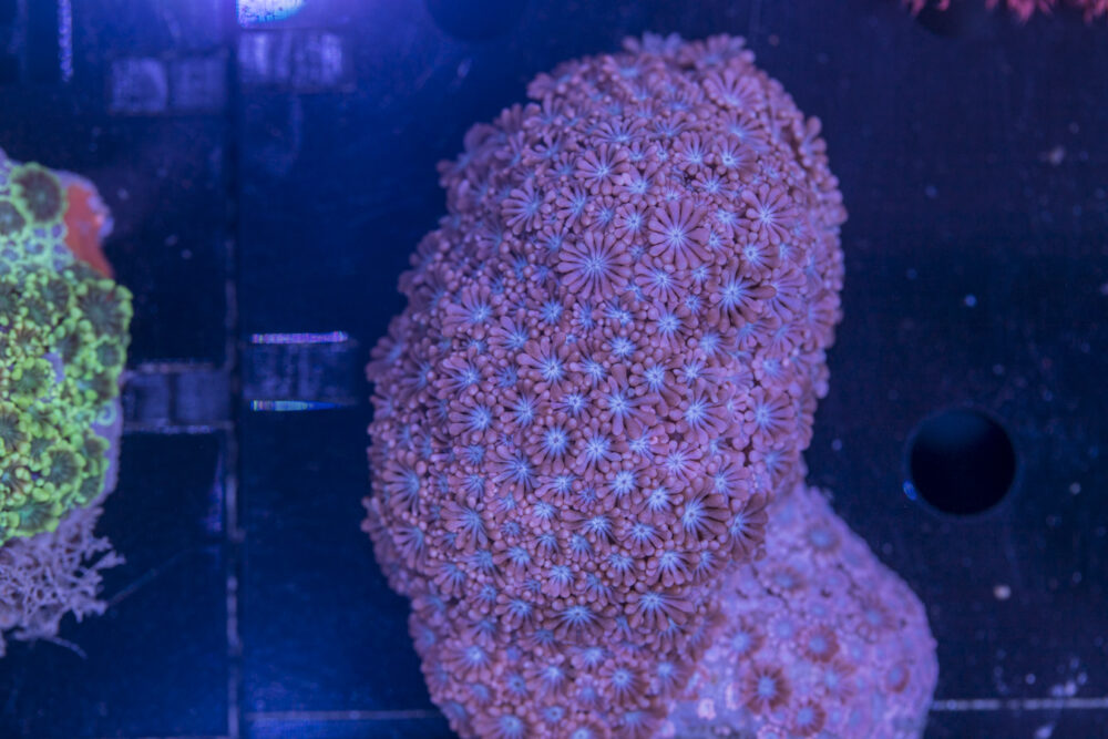 Alveopora