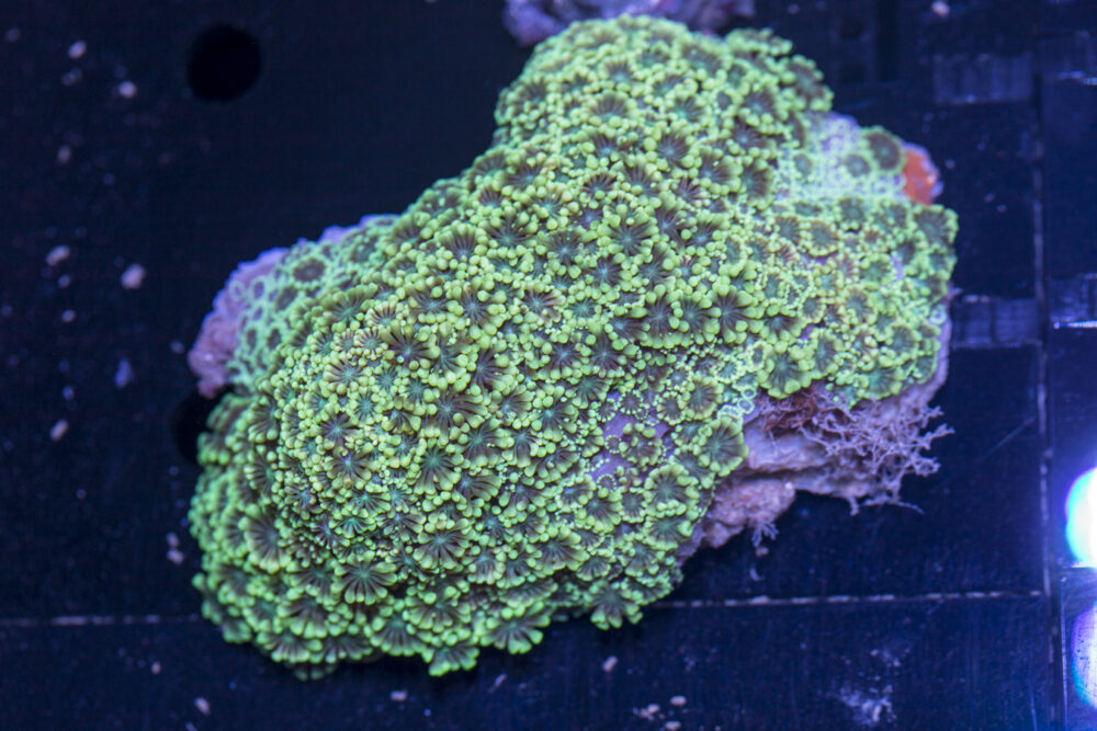 Alveopora