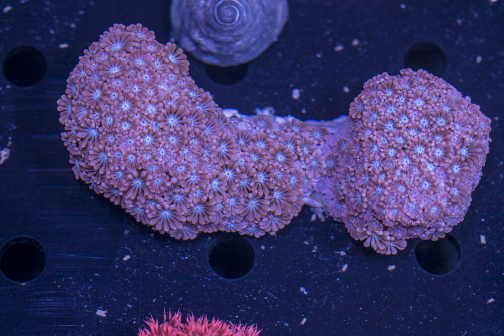 Alveopora
