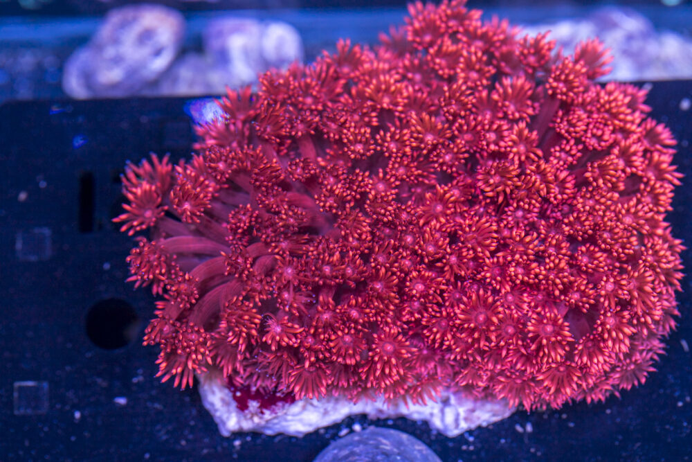 Goniopora