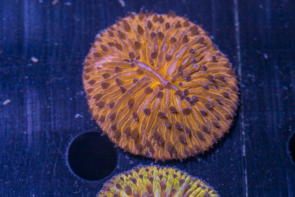 Fungia