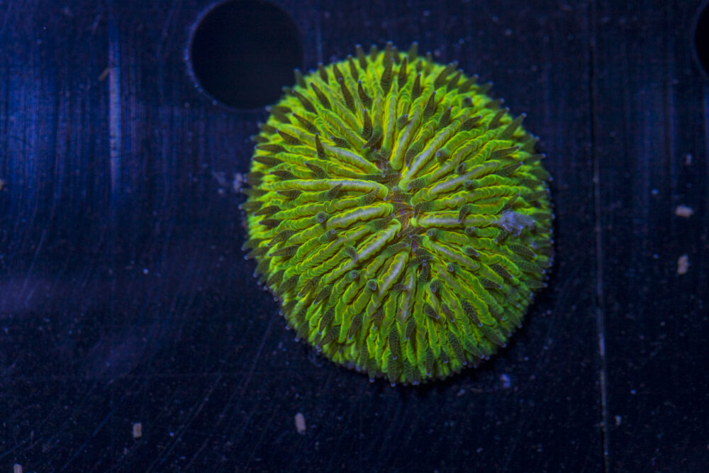 Fungia
