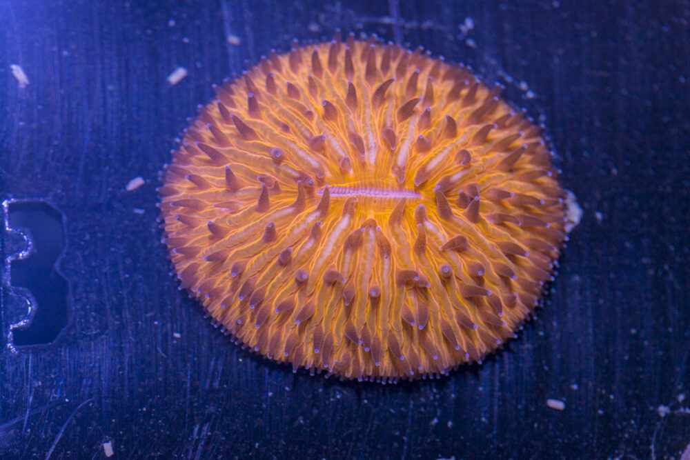 Fungia