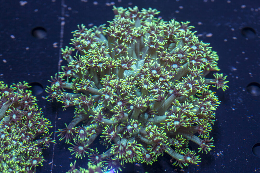 Goniopora