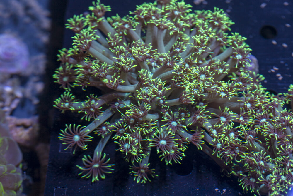 Goniopora